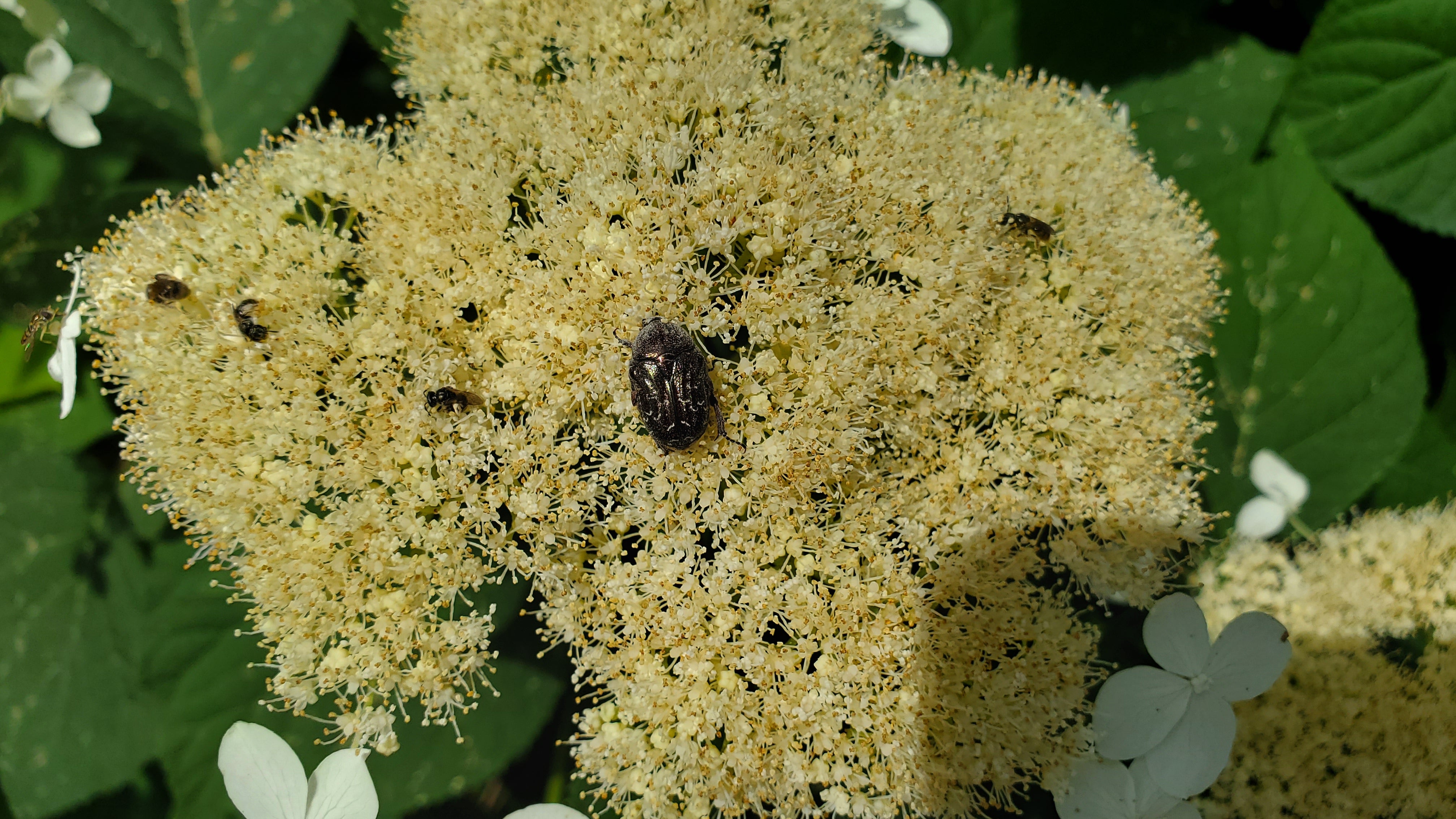  close up of white wild hydrangea flowers with a beetle and flies on them 
